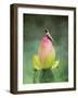 Hummingbird and the Lotus Flower-Jai Johnson-Framed Giclee Print