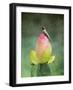 Hummingbird and the Lotus Flower-Jai Johnson-Framed Giclee Print