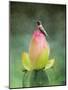 Hummingbird and the Lotus Flower-Jai Johnson-Mounted Giclee Print