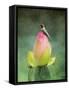 Hummingbird and the Lotus Flower-Jai Johnson-Framed Stretched Canvas