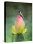 Hummingbird and the Lotus Flower-Jai Johnson-Stretched Canvas