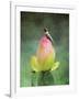 Hummingbird and the Lotus Flower-Jai Johnson-Framed Giclee Print