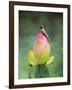 Hummingbird and the Lotus Flower-Jai Johnson-Framed Giclee Print