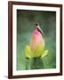 Hummingbird and the Lotus Flower-Jai Johnson-Framed Giclee Print