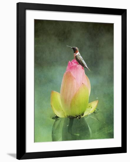 Hummingbird and the Lotus Flower-Jai Johnson-Framed Giclee Print