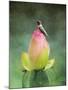 Hummingbird and the Lotus Flower-Jai Johnson-Mounted Giclee Print