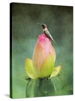 Hummingbird and the Lotus Flower-Jai Johnson-Stretched Canvas