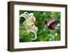 Hummingbird (Archilochus Colubris) Hovering next to Lily Flowers Panoramic View-mbolina-Framed Photographic Print