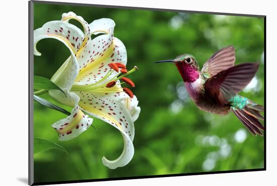 Hummingbird (Archilochus Colubris) Hovering next to Lily Flowers Panoramic View-mbolina-Mounted Photographic Print