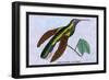 Hummingbird: Campylopterus Latipennis-Sir William Jardine-Framed Art Print