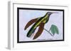 Hummingbird: Campylopterus Latipennis-Sir William Jardine-Framed Art Print