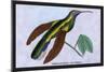 Hummingbird: Campylopterus Latipennis-Sir William Jardine-Mounted Art Print