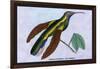 Hummingbird: Campylopterus Latipennis-Sir William Jardine-Framed Art Print