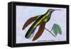 Hummingbird: Campylopterus Latipennis-Sir William Jardine-Framed Stretched Canvas