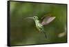 Hummingbird, Costa Rica-Paul Souders-Framed Stretched Canvas