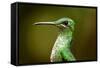 Hummingbird, Costa Rica-null-Framed Stretched Canvas