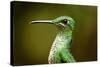 Hummingbird, Costa Rica-null-Stretched Canvas