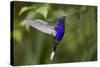 Hummingbird, Costa Rica-null-Stretched Canvas