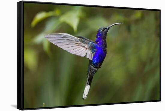 Hummingbird, Costa Rica-null-Framed Stretched Canvas