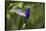 Hummingbird, Costa Rica-null-Framed Stretched Canvas