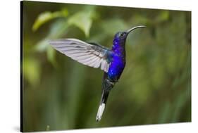 Hummingbird, Costa Rica-null-Stretched Canvas