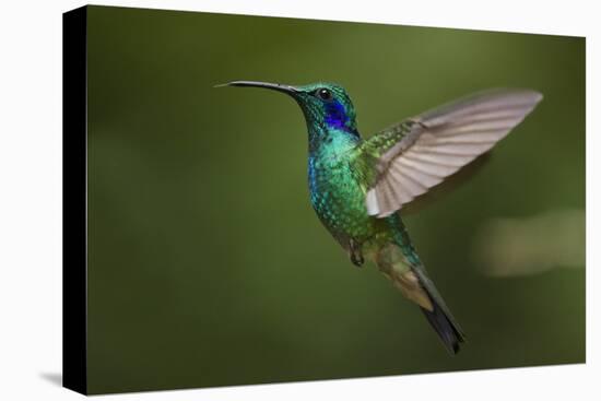 Hummingbird, Costa Rica-null-Stretched Canvas