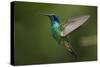 Hummingbird, Costa Rica-null-Stretched Canvas