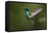 Hummingbird, Costa Rica-null-Framed Stretched Canvas