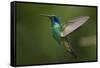 Hummingbird, Costa Rica-null-Framed Stretched Canvas