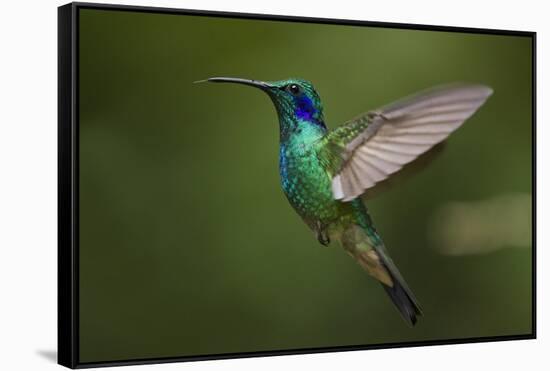 Hummingbird, Costa Rica-null-Framed Stretched Canvas