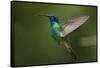 Hummingbird, Costa Rica-null-Framed Stretched Canvas