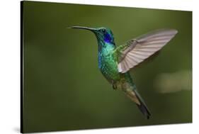 Hummingbird, Costa Rica-null-Stretched Canvas