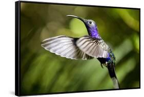 Hummingbird, Costa Rica-null-Framed Stretched Canvas