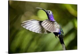 Hummingbird, Costa Rica-null-Stretched Canvas