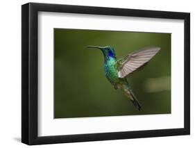 Hummingbird, Costa Rica-null-Framed Premium Photographic Print