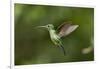 Hummingbird, Costa Rica-Paul Souders-Framed Photographic Print