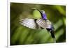 Hummingbird, Costa Rica-null-Framed Photographic Print