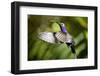 Hummingbird, Costa Rica-null-Framed Photographic Print