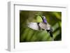 Hummingbird, Costa Rica-null-Framed Photographic Print