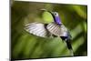 Hummingbird, Costa Rica-null-Mounted Photographic Print