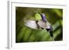 Hummingbird, Costa Rica-null-Framed Photographic Print