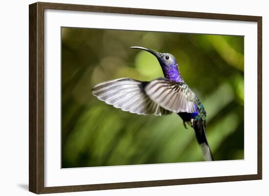 Hummingbird, Costa Rica-null-Framed Photographic Print