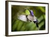 Hummingbird, Costa Rica-null-Framed Photographic Print