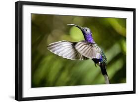 Hummingbird, Costa Rica-null-Framed Photographic Print