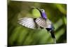 Hummingbird, Costa Rica-null-Mounted Photographic Print