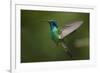 Hummingbird, Costa Rica-null-Framed Photographic Print