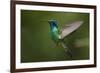 Hummingbird, Costa Rica-null-Framed Photographic Print