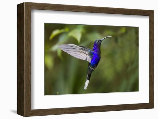 Hummingbird, Costa Rica-null-Framed Photographic Print