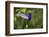 Hummingbird, Costa Rica-null-Framed Photographic Print