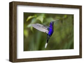 Hummingbird, Costa Rica-null-Framed Photographic Print